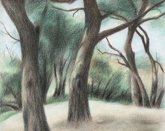 Oak trees drawing, California landscape, nature art, giclee prints, outdoors scene, colored pencil