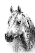 Horse Portrait: Black and White, Realistic, Art Gift for Horse Lover, Reproduction (4x6 inches)