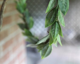 Couronne de feuilles d’olivier, couronne verte mince, couronne de feuilles vertes, couronne d’eucalyptus, couronne de bois, couronne de fleurs, couronne florale, couronne de demoiselle d’honneur