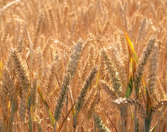Golden Wheat Field Digital Download Photograph