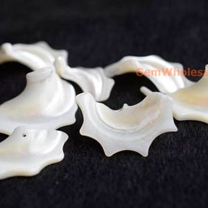 Könnte beinhalten: Eine Sammlung von sechs weißen Perlmutt-Muschelformen. Die Muscheln sind alle in verschiedenen Größen und Formen, aber sie haben alle einen ähnlichen irisierenden Glanz. GemWholesale ist auf einer der Muscheln aufgedruckt.