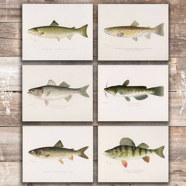 Fish Wall Art Prints (Set of 6) - 8x10s | Vintage Fishing Decor