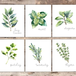Kitchen Herbs Art Prints - Botanical Prints - (Set of 6) - 8x10s