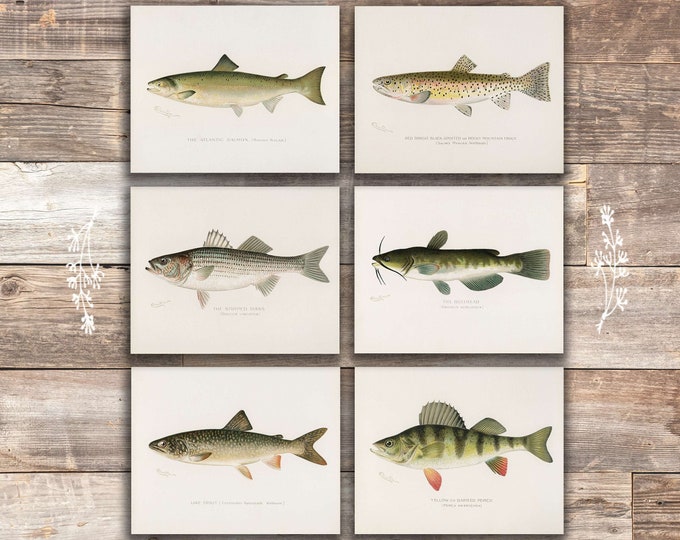 Fish Wall Art Prints set of 6 8x10s Vintage Fishing Etsy