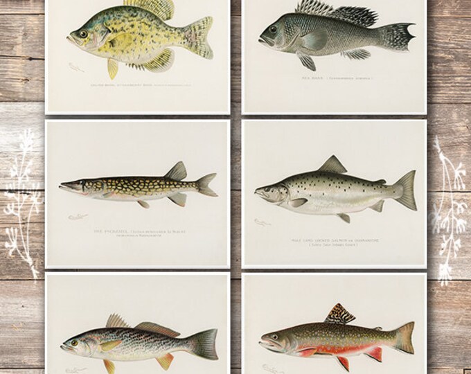 Vintage Fish Wall Art Prints set of 6 8x10s Fishing Etsy