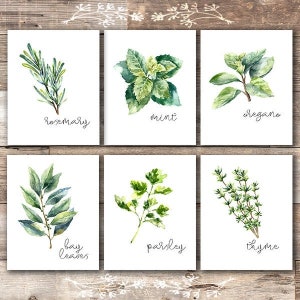 Kitchen Herbs Art Prints Botanical Prints set of 6 - Etsy