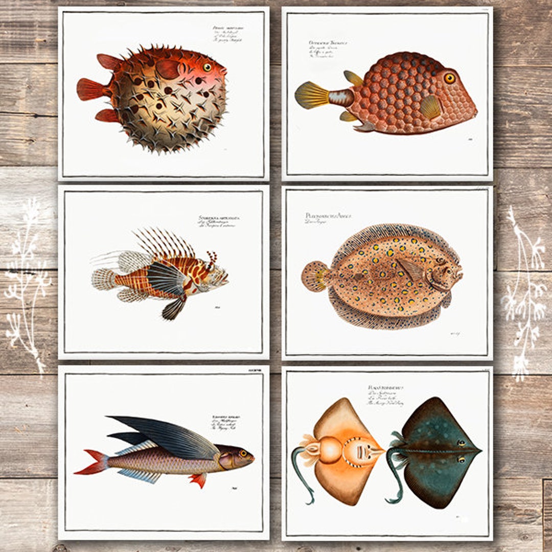 Exotic Vintage Fish Wall Art Prints set of 6 8x10s Etsy