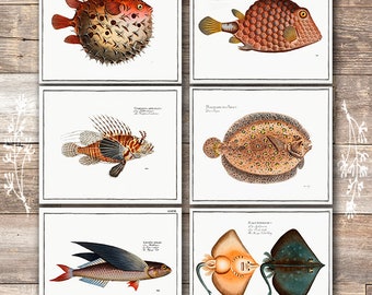 Exotic Vintage Fish Wall Art Prints (Set of 6) - 8x10s
