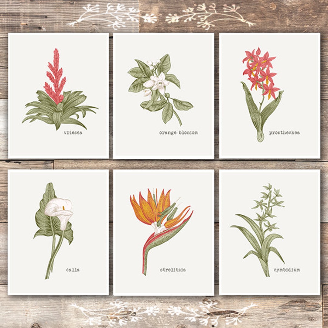 Vintage Botanical Wall Art Prints set of 6 8x10s Flower Wall Art - Etsy