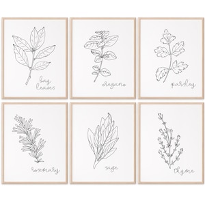 Kitchen Herbs Black & White Art Prints - Botanical Prints - (Set of 6) - 8x10s