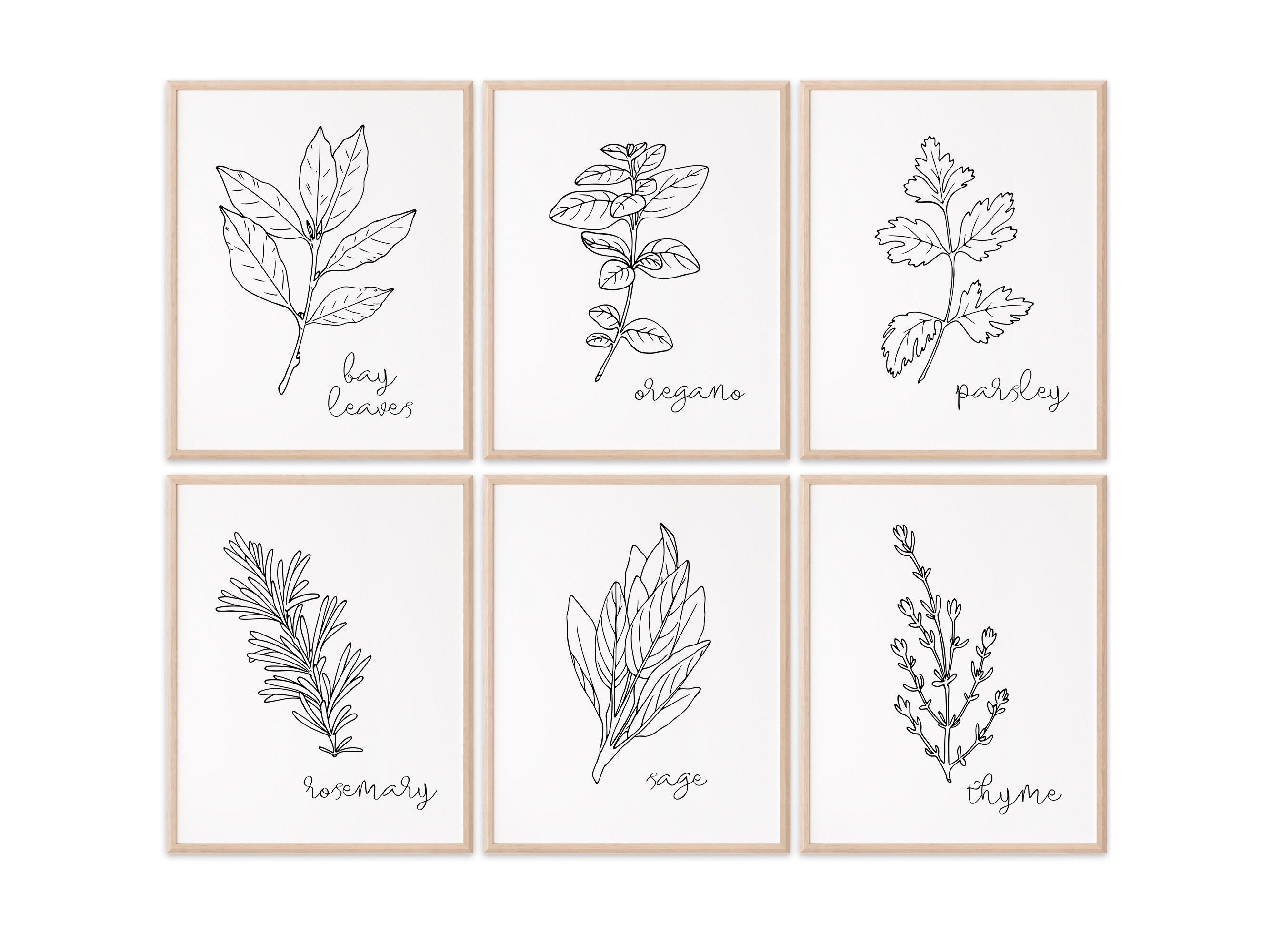 Kitchen Herbs Black & White Art Prints - Botanical Prints - (set of 6 ...