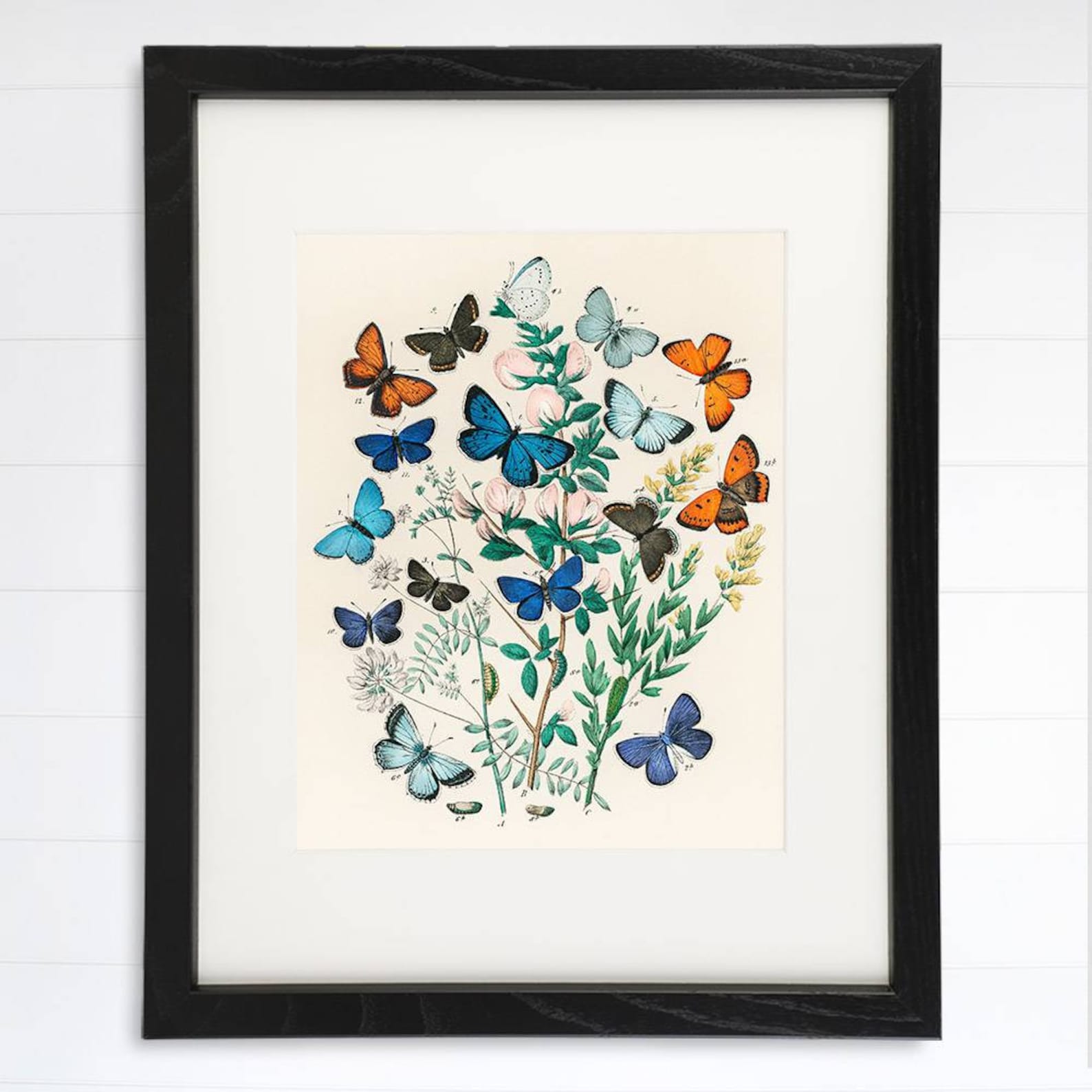 Vintage Butterfly Wall Art Print 8x10 Botanical Wall Decor Etsy