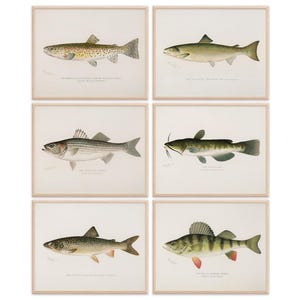 Fish Wall Art Prints (Set of 6) - 8x10s | Vintage Fishing Decor