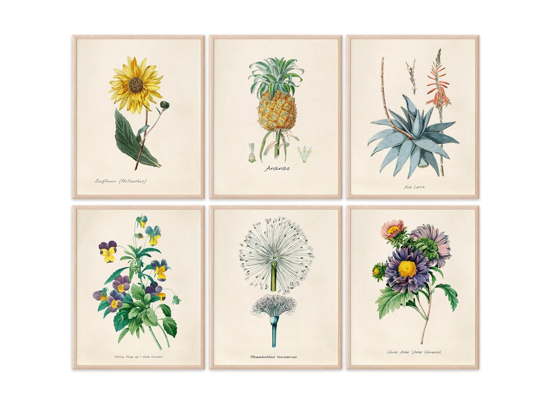 Vintage Botanical Prints Wall Art Prints (set of 6) - 8x10s - Etsy