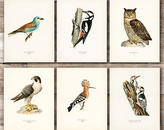 Vintage Bird Art Prints (Set of 6) - 8x10s