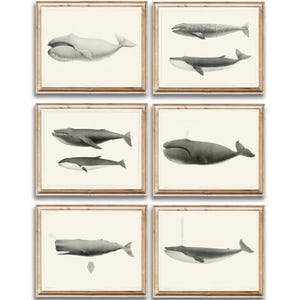 May include: Set of six black and white whale illustrations in simple frames. The whales are depicted in various poses, including swimming, leaping, and diving. The illustrations are a great addition to any nautical-themed decor.