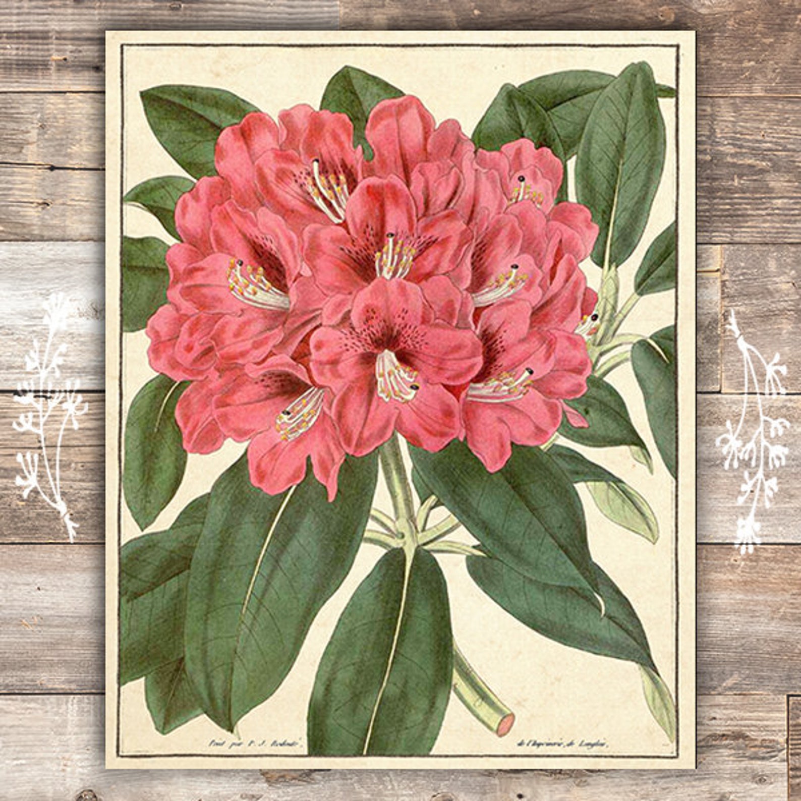 Vintage Botanical Flowers Art Prints Set of 6 8x10s | Etsy