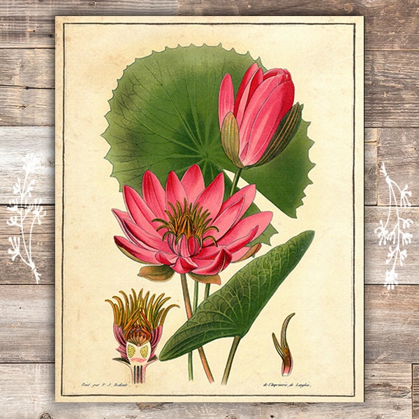 Vintage Botanical Flowers Art Prints Set of 6 8x10s | Etsy