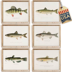 Impressions d'art murales poissons (lot de 6) - 20 x 10 cm | Décoration de pêche vintage