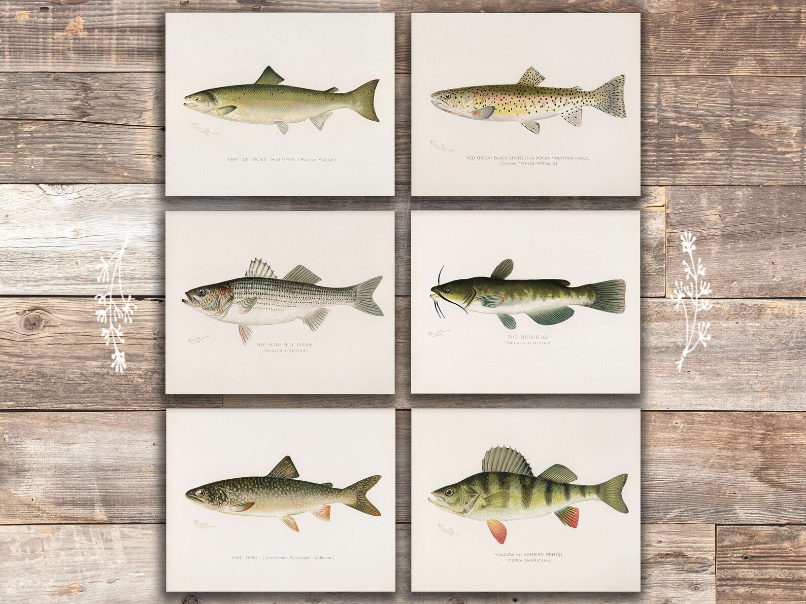 Fish Wall Art Prints Set Of 6 - Unframed - 8x10s | Ghana