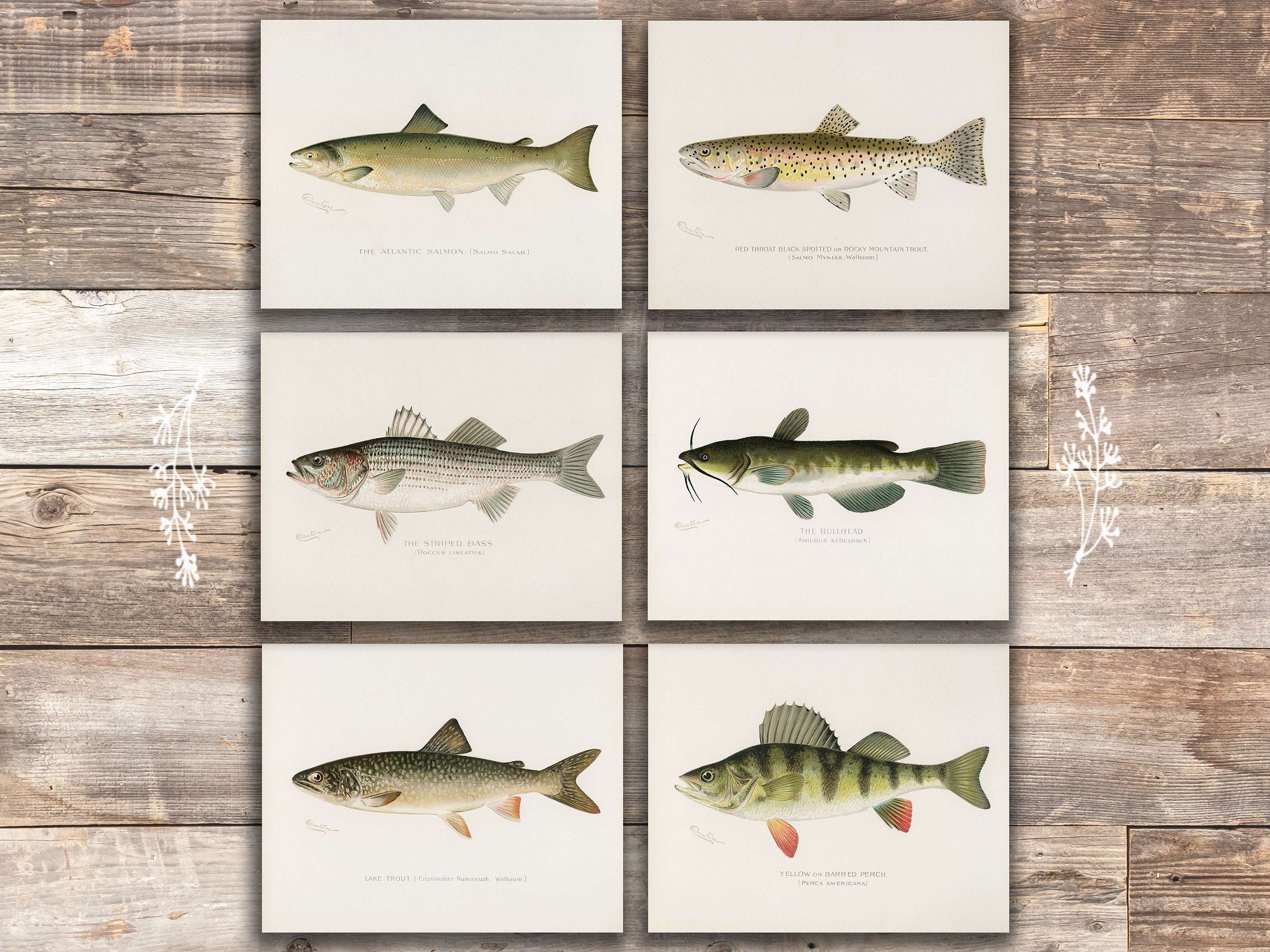 Vintage Fishing Lures Patent Art Print 8x10 Unframed Bluegill