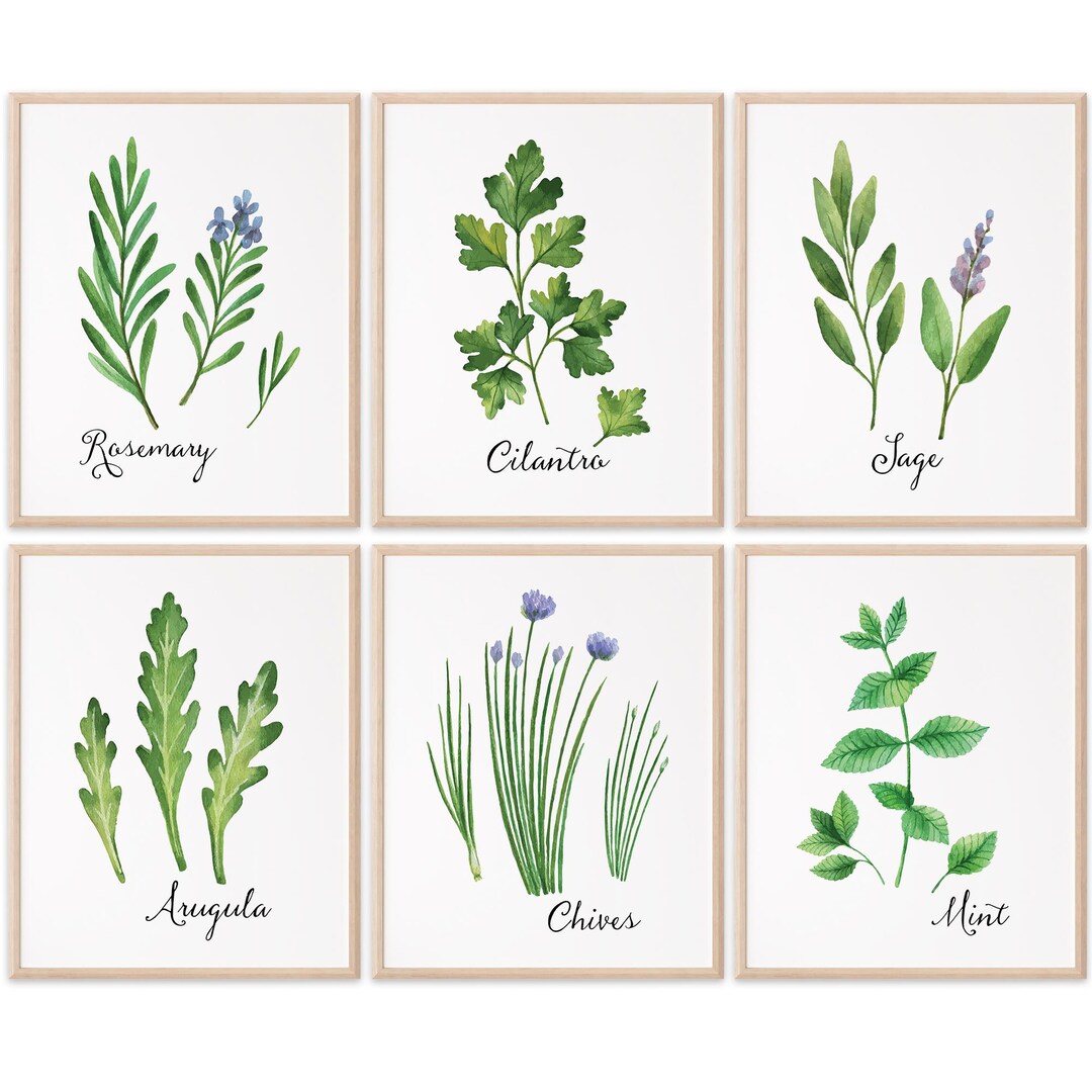 Kitchen Herbs Art Prints (set of 6) - 8x10s - Etsy