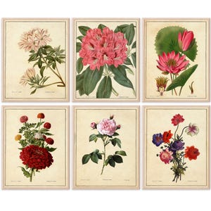 Vintage Botanical Flowers Art Prints (Set of 6) - 8x10s