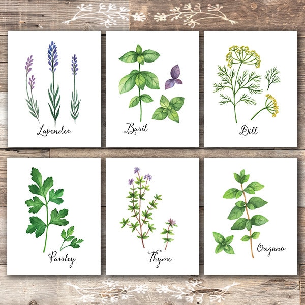Botanical Prints Kitchen Herbs Wall Art set of 6 8x10s | Etsy