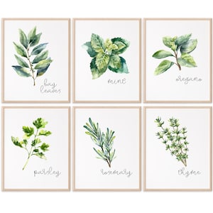 Kitchen Herbs Art Prints - Botanical Prints - (set of 6) - 8x10s - Etsy