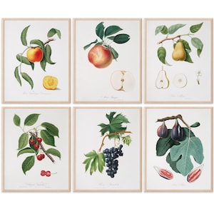 Vintage Fruit Art Prints - Kitchen Botanical Prints - (Set of 6) - 8x10s