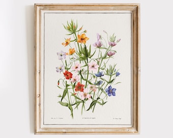 Varieties Of Anagallis Grandiflora Art Print | Vintage Floral Décor | Botanical Wall Art