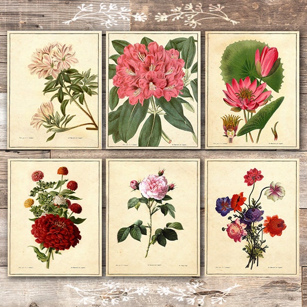 Vintage Botanical Flowers Art Prints Set of 6 8x10s | Etsy