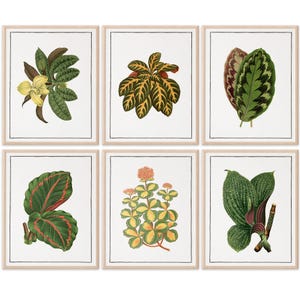 Vintage Foliage Botanical Art Prints (Set of 6) - 8x10s
