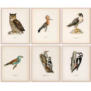 Vintage Bird Art Prints (Set of 6) - 8x10s