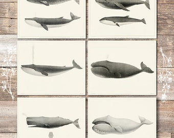 Cetacea print 1890 bowhead whale print Greenland Right whale original antique print Baleen whale c marine mammal