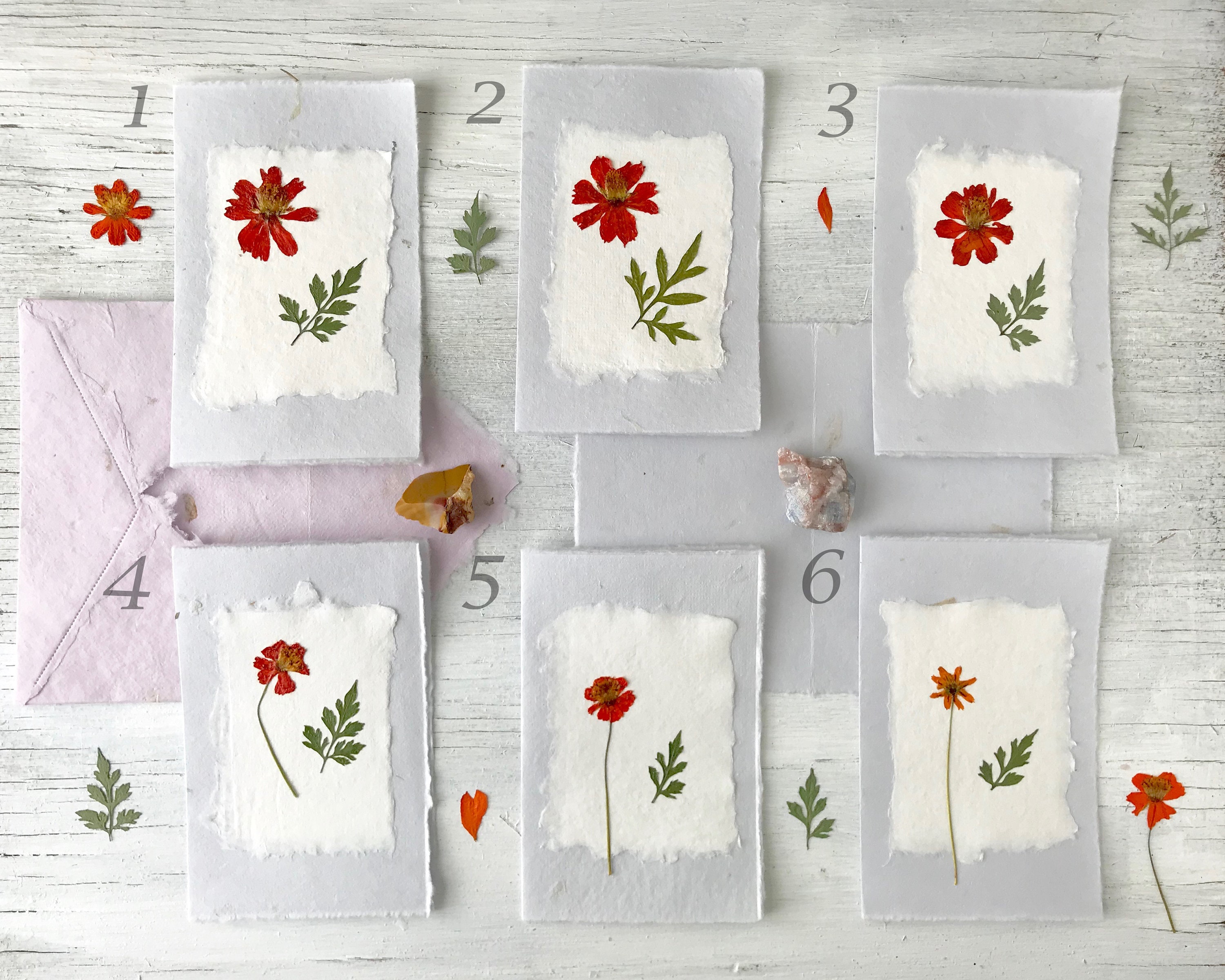 Orange Cosmo pressed flower handmade paper card pressed Etsy