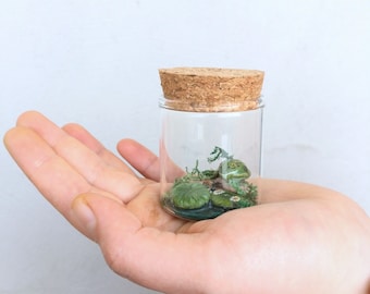 Könnte beinhalten: Ein kleines Glasgefäß mit einem Korkverschluss enthält einen winzigen grünen Frosch, der auf einem grünen Seerosenblatt sitzt. Der Frosch ist von grünem Moos und kleinen weißen Blüten umgeben.