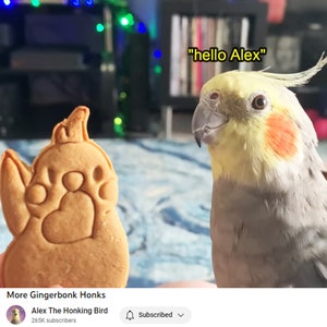 May include: A close-up of a cockatiel bird with yellow and gray feathers, looking at a gingerbread cookie shaped like a paw print. The bird is saying "hello Alex".