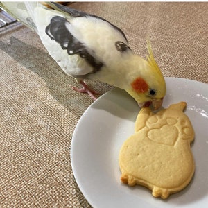 May include: A yellow and white cockatiel bird is eating a light brown owl-shaped cookie on a white plate. The bird is perched on the edge of the plate with its beak in the cookie.