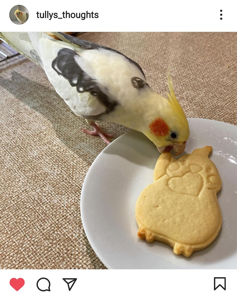 May include: A yellow and white cockatiel bird is eating a light brown owl-shaped cookie on a white plate. The bird is perched on the edge of the plate with its beak in the cookie.
