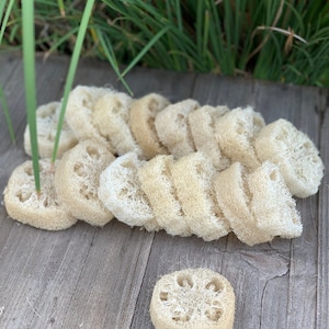 LOT of 25 - Eco Friendly, Natural Sponge, Mayan Loofah, Organic Luffa, Bath Sponge Loofa, Lufa, Loofah