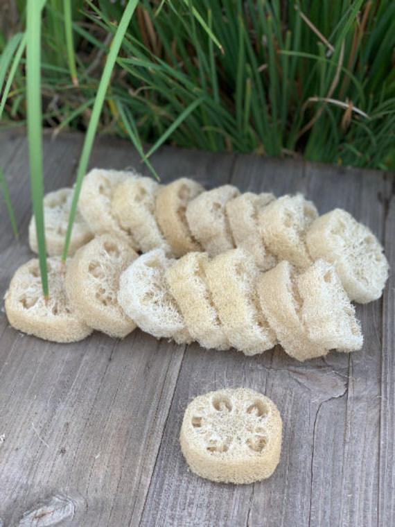 LOT of 25 - Eco Friendly, Natural Sponge, Mayan Loofah, Organic Luffa, Bath Sponge Loofa, Lufa, Loofah