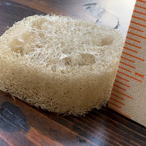 May include: A natural loofah sponge, approximately 2 inches in diameter, is shown next to a ruler. The loofah is light brown and has a textured, woven appearance.