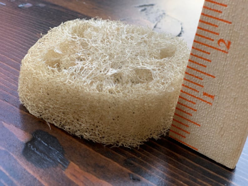 May include: A natural loofah sponge, approximately 2 inches in diameter, is shown next to a ruler. The loofah is light brown and has a textured, woven appearance.