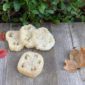 May include: Four natural loofah sponges on a wooden surface. The loofahs are light brown and have a textured surface. There are two red leaves and one brown leaf on the surface.