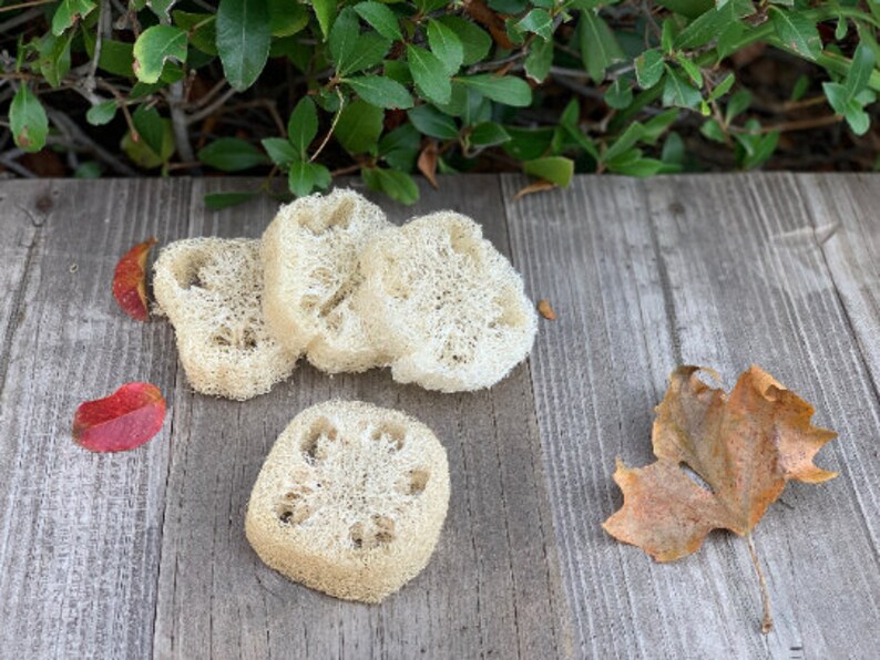 May include: Four natural loofah sponges on a wooden surface. The loofahs are light brown and have a textured surface. There are two red leaves and one brown leaf on the surface.
