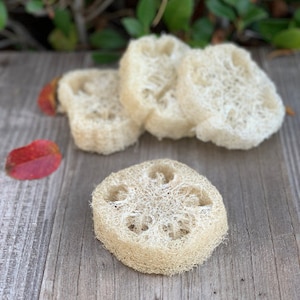 May include: Four natural loofah sponges, beige in color, are stacked on a wooden surface. The loofah sponges are made from dried gourds and have a textured, porous surface.