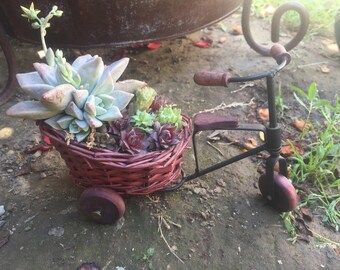 Decorative Bike and Basket Full of Succulent Rosettes