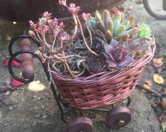 Baby Carriage Basket Full of Succulent Rosettes