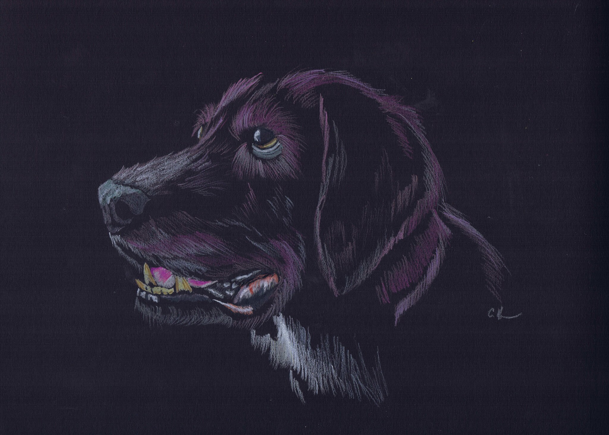 9x12 Original Colored Pencil Dog Drawing Etsy